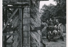 Stacking Corn