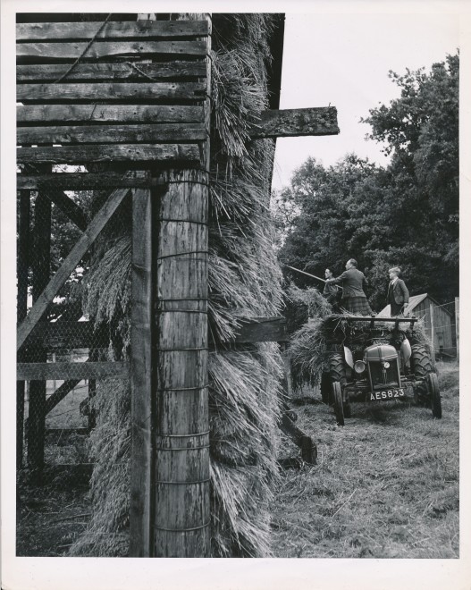 Stacking Corn