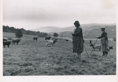 Selecting Cattle