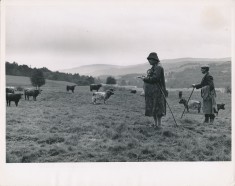 Selecting Cattle