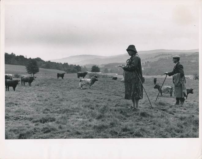 Selecting Cattle