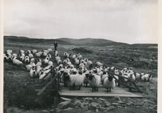 Herding