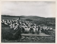 Herding