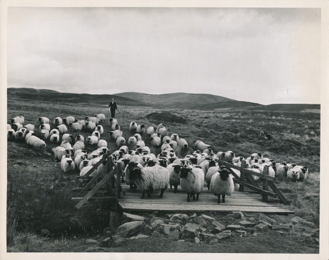 Herding