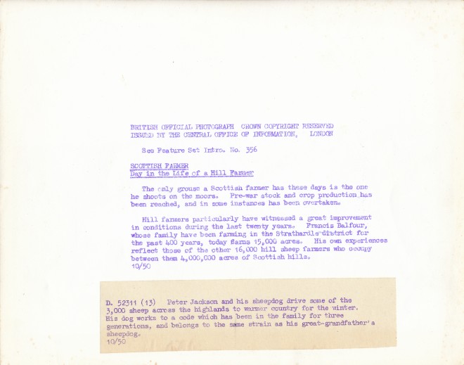 Herding (back)