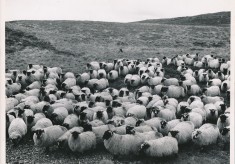 Sheep