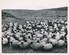 Sheep
