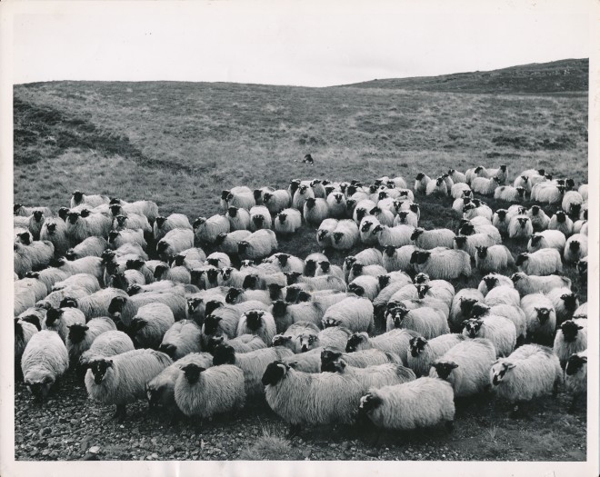 Sheep
