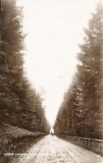 Avenue Leading to Bridge of Cally