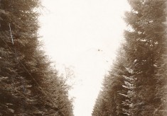 Avenue Leading to Bridge of Cally