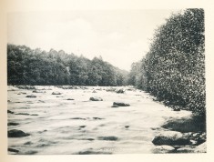 The Ardle