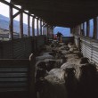 Sheep Shearing 2