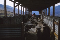 Sheep Shearing 2