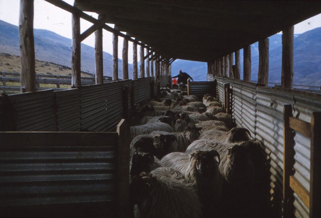 Sheep in a pen.