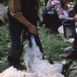 Sheep Shearing 1