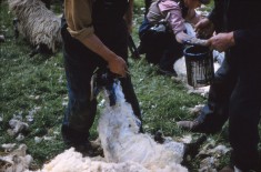 Sheep Shearing 1