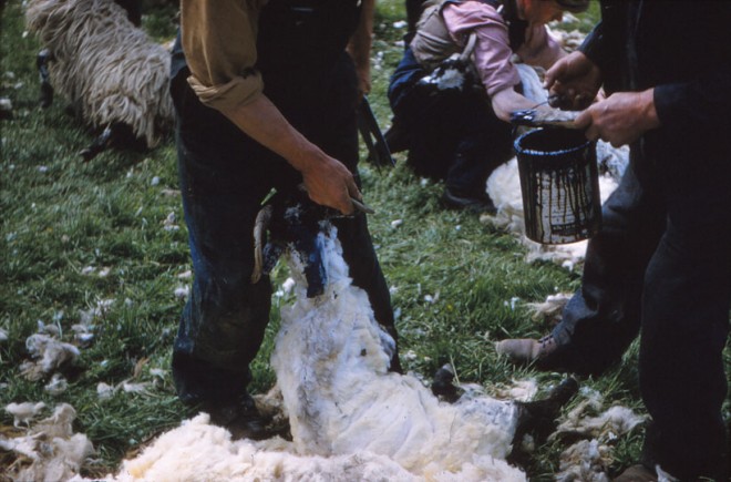 Sheep shearing.