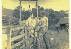 Sheep Shearing