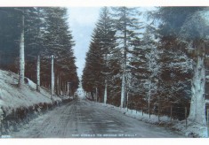 Avenue to Bridge of Cally