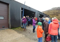 The Auction