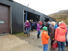 The Auction