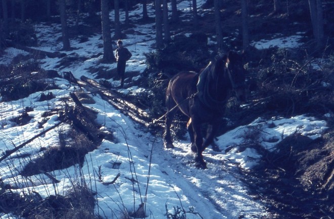 Forestry Commission horse February 1972