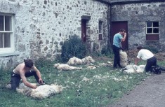 Shearing