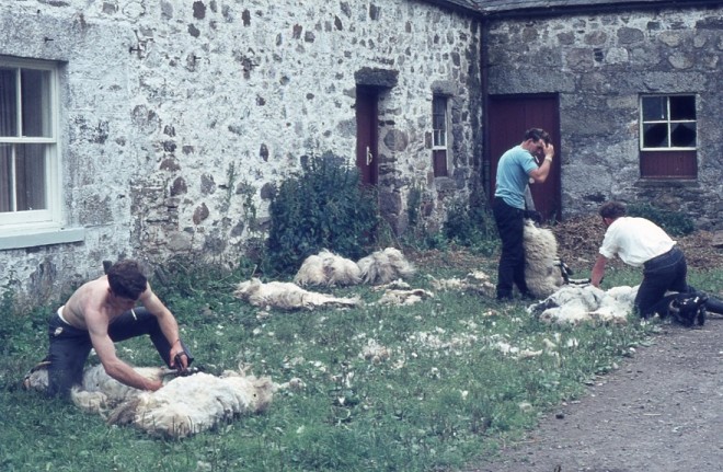 Sheep shearing Kindrogan 1969