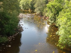 The Duck Race