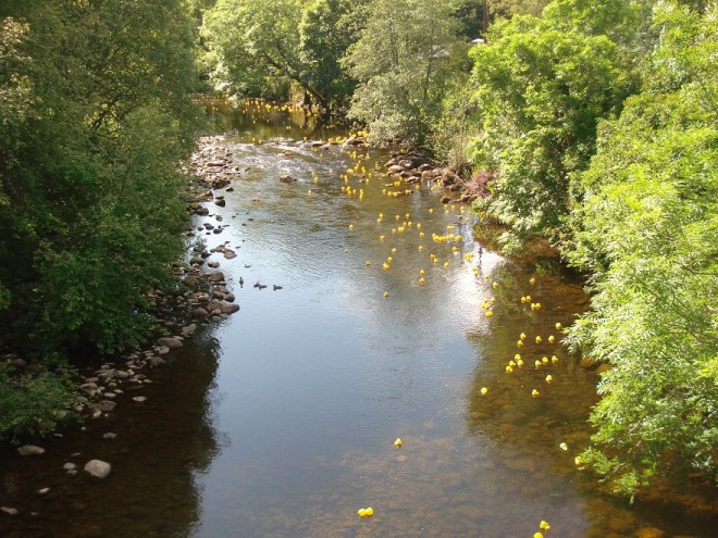 The ducks come down the river