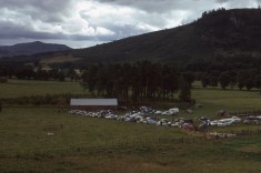 Sheepdog Trials