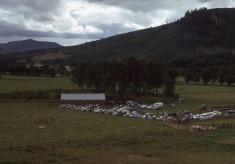 Sheepdog Trials