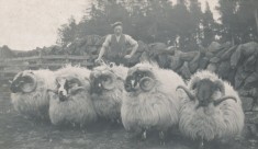 Sheep (2)