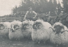 Sheep (2)