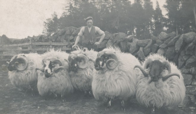 Prize rams at Dirnanean