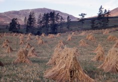 Hay