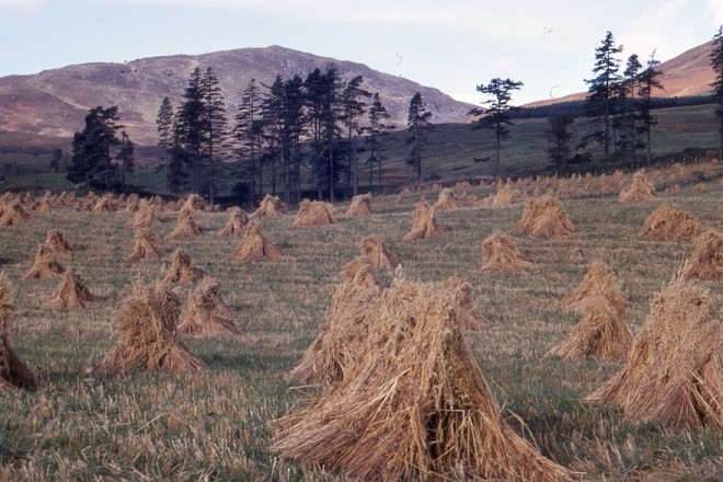 Hay