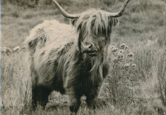 Highland Cow