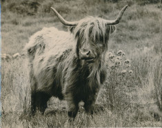 Highland Cow