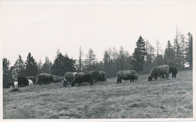Highland Cattle at Dirnanean