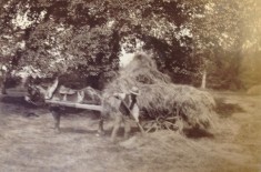 Haymaking