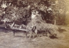 Haymaking