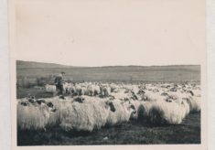 Sheep (1)