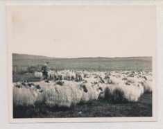 Sheep (1)