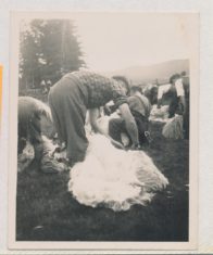 Shearing (1)