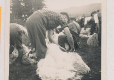 Shearing (1)