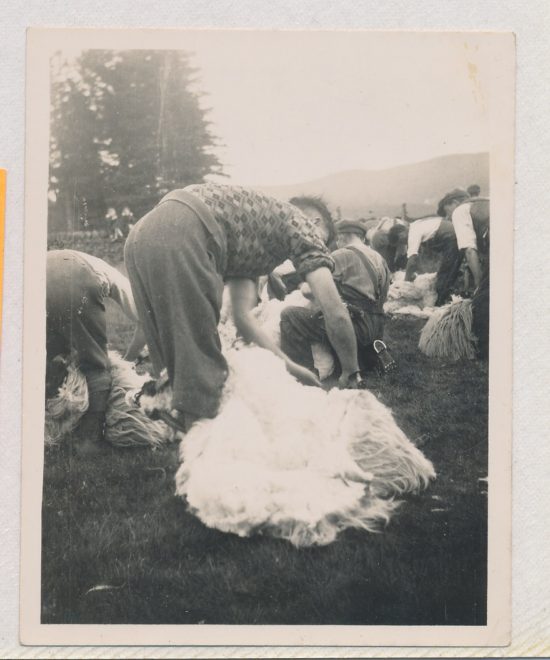 Shearing (1)