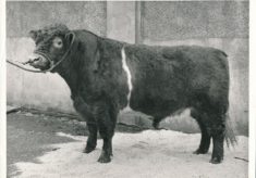 Cattle (1)