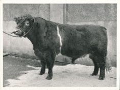 Cattle (1)
