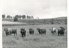 Cattle (2)